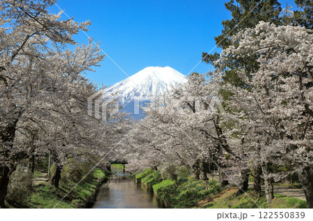 忍野八海散策路　新名庄川の満開桜と富士山　 122550839
