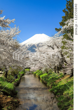 忍野八海散策路　新名庄川の満開桜と富士山　 122550840