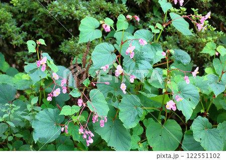 シユウカイドウの花 シユウカイドウの花 122551102