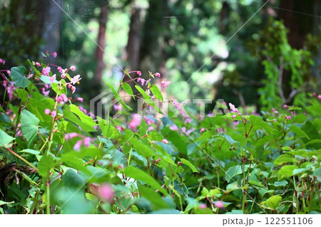 シユウカイドウの花 122551106