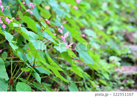 シユウカイドウの花 シユウカイドウの花 122551107