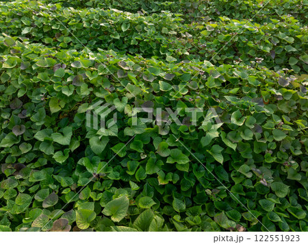 Growing organic sweet potatoes. Organic farming Growing organic sweet potatoes. Organic farming 122551923