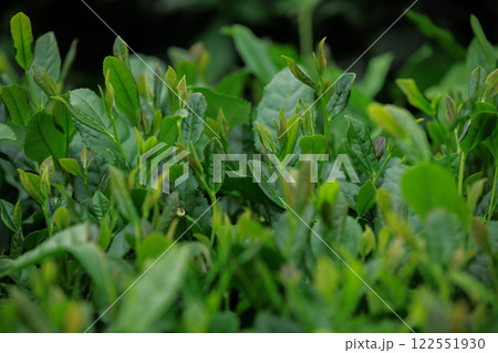 Green tea trees in spring mountains 122551930