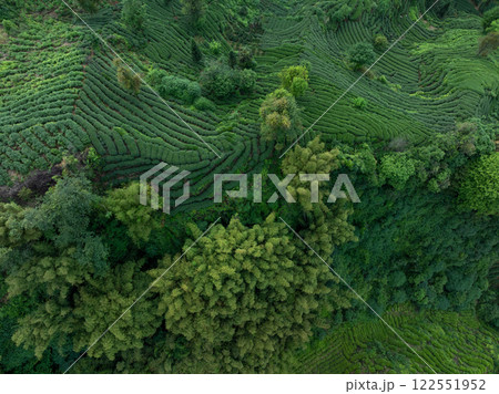 Aerial view of tea terrace landscape in China Aerial view of tea terrace landscape in China 122551952