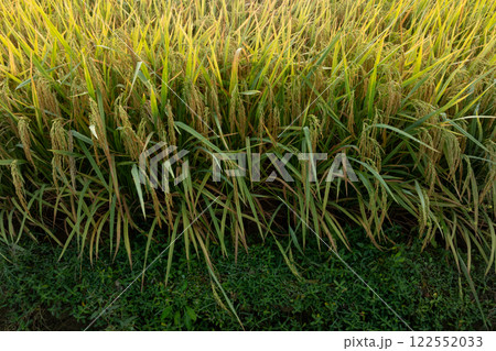 Rice grain growing in autumn field 122552033