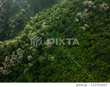 Aerial view of green forest with flowering castanopsis fissa trees in spring Aerial view of green forest with flowering castanopsis fissa trees in spring 122552053