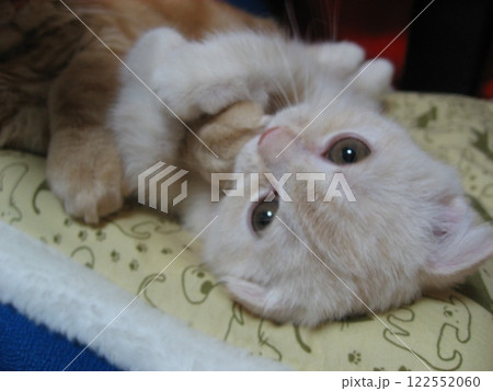 手を抱きしめる子猫 手を抱きしめる子猫 122552060