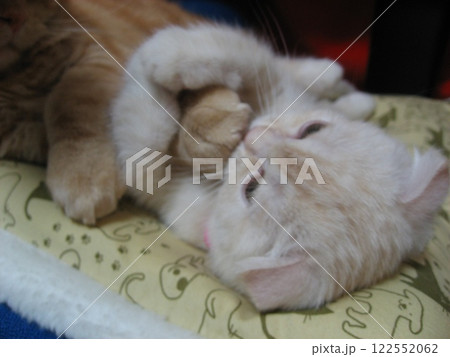 寝転ぶ子猫 寝転ぶ子猫 122552062