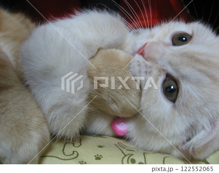 手を食べる猫 122552065