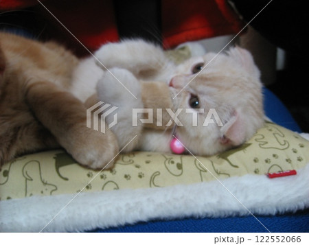 兄猫の手を抱きしめる子猫 兄猫の手を抱きしめる子猫 122552066