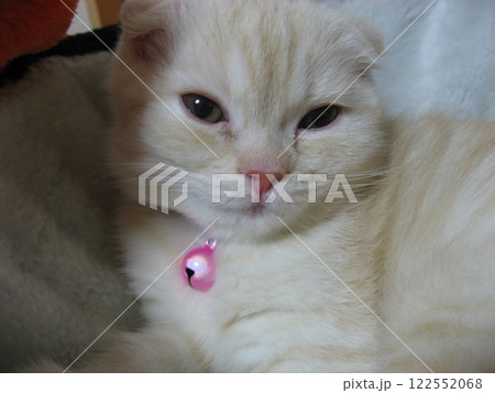 見つめる子猫 122552068