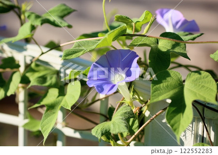 爽やか　アサガオの花 122552283