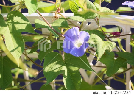 爽やか　アサガオの花 122552284