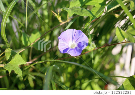爽やか アサガオの花 爽やか アサガオの花 122552285