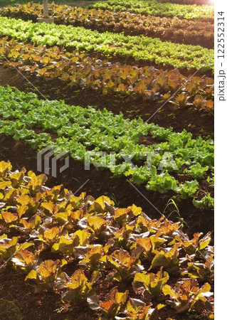 Growing organic vegetable farms Growing organic vegetable farms 122552314