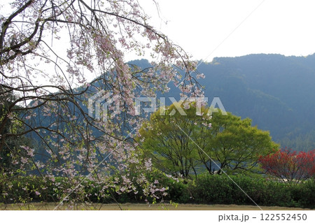 桃の花の里根尾路・11（岐阜県本巣市） 122552450