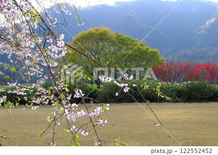 桃の花の里根尾路・18（岐阜県本巣市） 122552452
