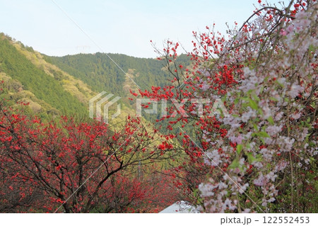 桃の花の里根尾路・17（岐阜県本巣市） 122552453