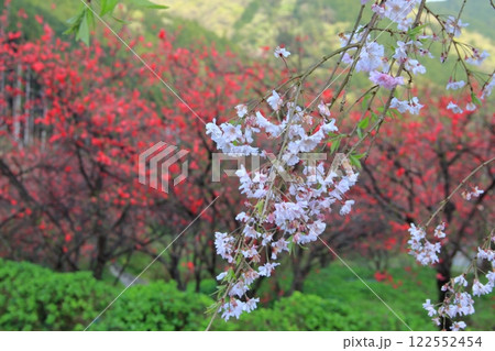 桃の花の里根尾路・16（岐阜県本巣市） 122552454