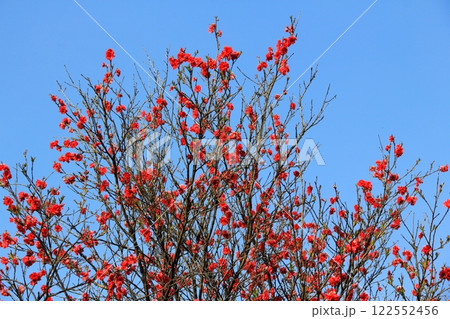 桃の花の里根尾路・14(岐阜県本巣市) 桃の花の里根尾路・14(岐阜県本巣市) 122552456