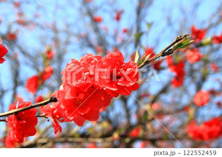 桃の花の里根尾路・1（岐阜県本巣市） 122552459