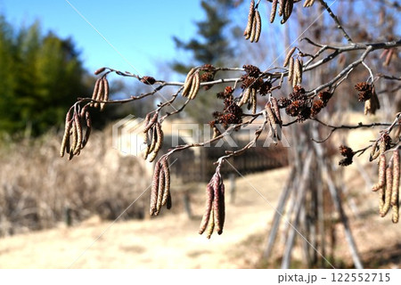 ハンノキ・榛の木・球果・花 122552715