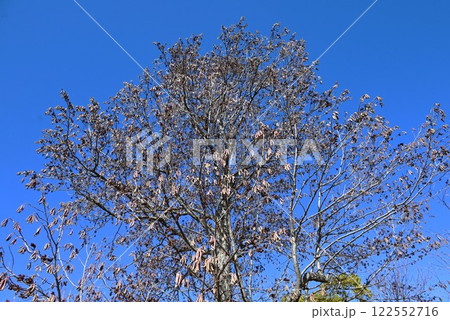 ハンノキ・榛の木・球果・花 122552716