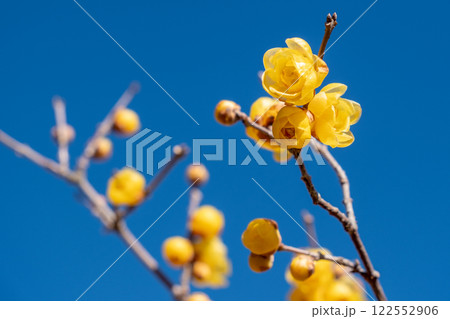 蝋梅と青空 122552906