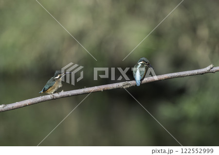 枝に止まる二羽のカワセミ 122552999