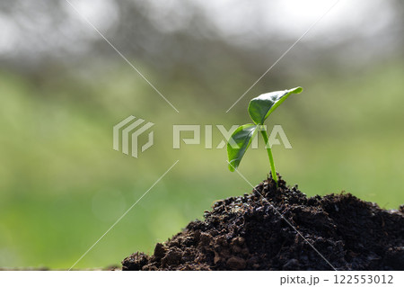 Green Seedling Emerging from Soil on a Sunny Day Outdoors Green Seedling Emerging from Soil on a Sunny Day Outdoors 122553012