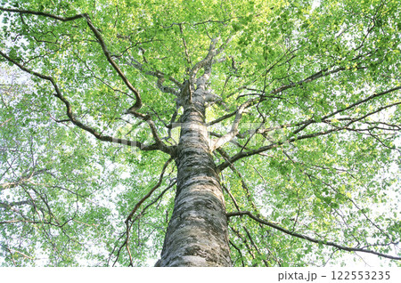 新緑のブナの樹を見上げる 新緑のブナの樹を見上げる 122553235