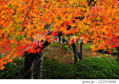 紅葉 122553696