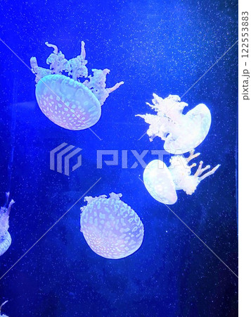 須磨シーワールド　水中に漂うクラゲ　クラゲライフ　タコクラゲ 122553883