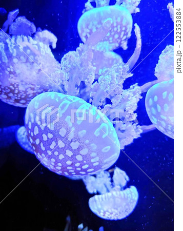 須磨シーワールド 水中に漂うクラゲ クラゲライフ タコクラゲ アップ 須磨シーワールド 水中に漂うクラゲ クラゲライフ タコクラゲ アップ 122553884