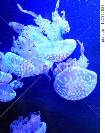 須磨シーワールド 水中に漂うクラゲ クラゲライフ タコクラゲ アップ 須磨シーワールド 水中に漂うクラゲ クラゲライフ タコクラゲ アップ 122553885