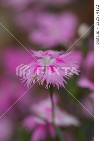 クモとダイアンサスの花 122554122