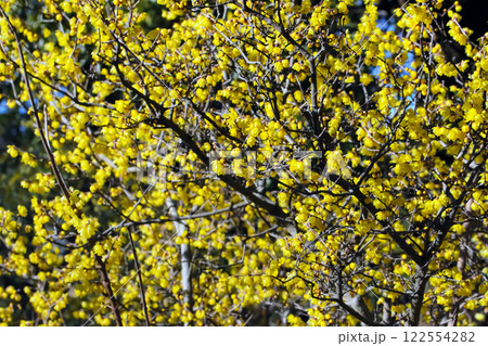 ロウバイの花 122554282