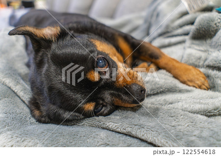 ソファで寝る犬 122554618
