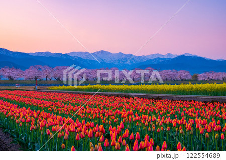 あさひ舟川・春の四重奏 122554689