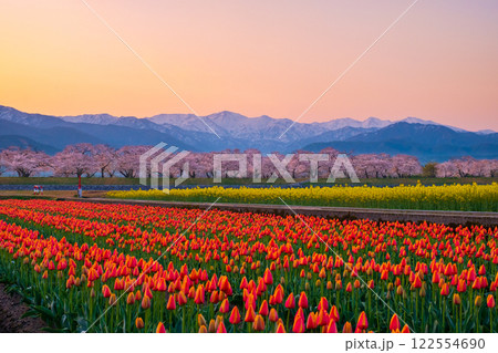 あさひ舟川・春の四重奏 122554690