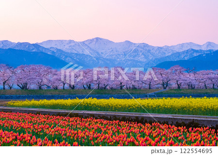 あさひ舟川・春の四重奏 122554695