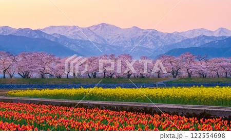 あさひ舟川・春の四重奏 122554698