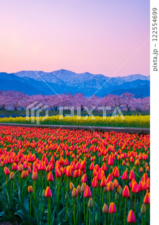 あさひ舟川・春の四重奏 122554699