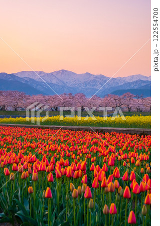 あさひ舟川・春の四重奏 122554700