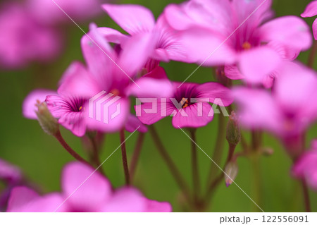 春の野に咲くイモカタバミの花 春の野に咲くイモカタバミの花 122556091
