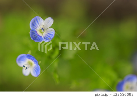 春の野に咲くオオイヌノフグリの青い花 122556095
