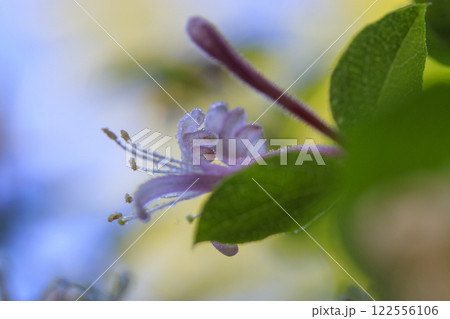 雨に濡れたスイカズラの花 雨に濡れたスイカズラの花 122556106