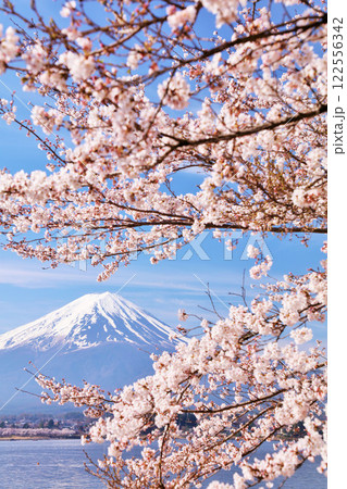 日本の春　富士山と桜 122556342