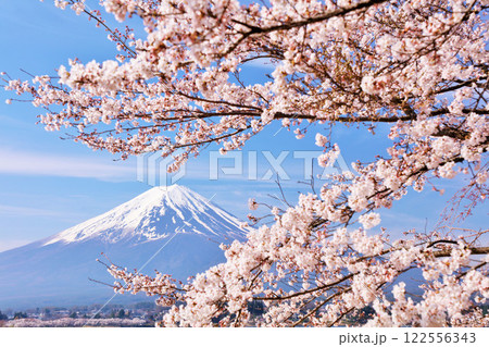 日本の春　富士山と桜 122556343