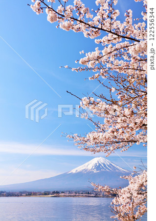 日本の春　富士山と桜 122556344